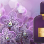 Velvet Orchid Lumière